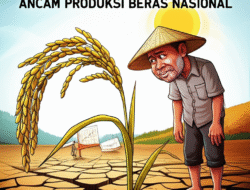 Kekeringan Panjang Ancam Produksi Beras Nasional